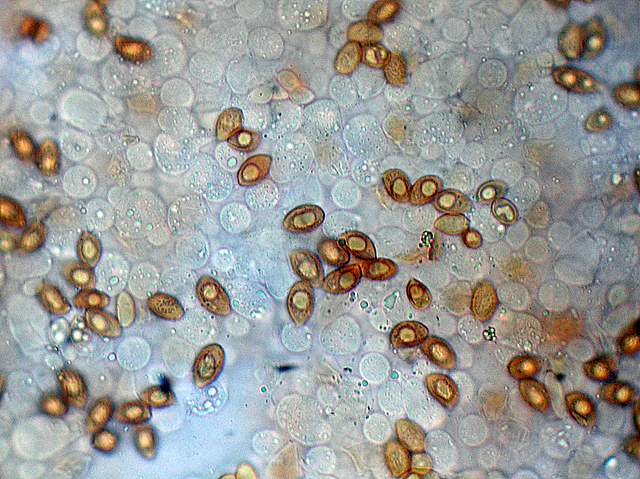 Galerina da deteminare n�11.